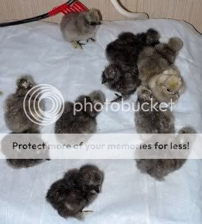 chicks024.jpg