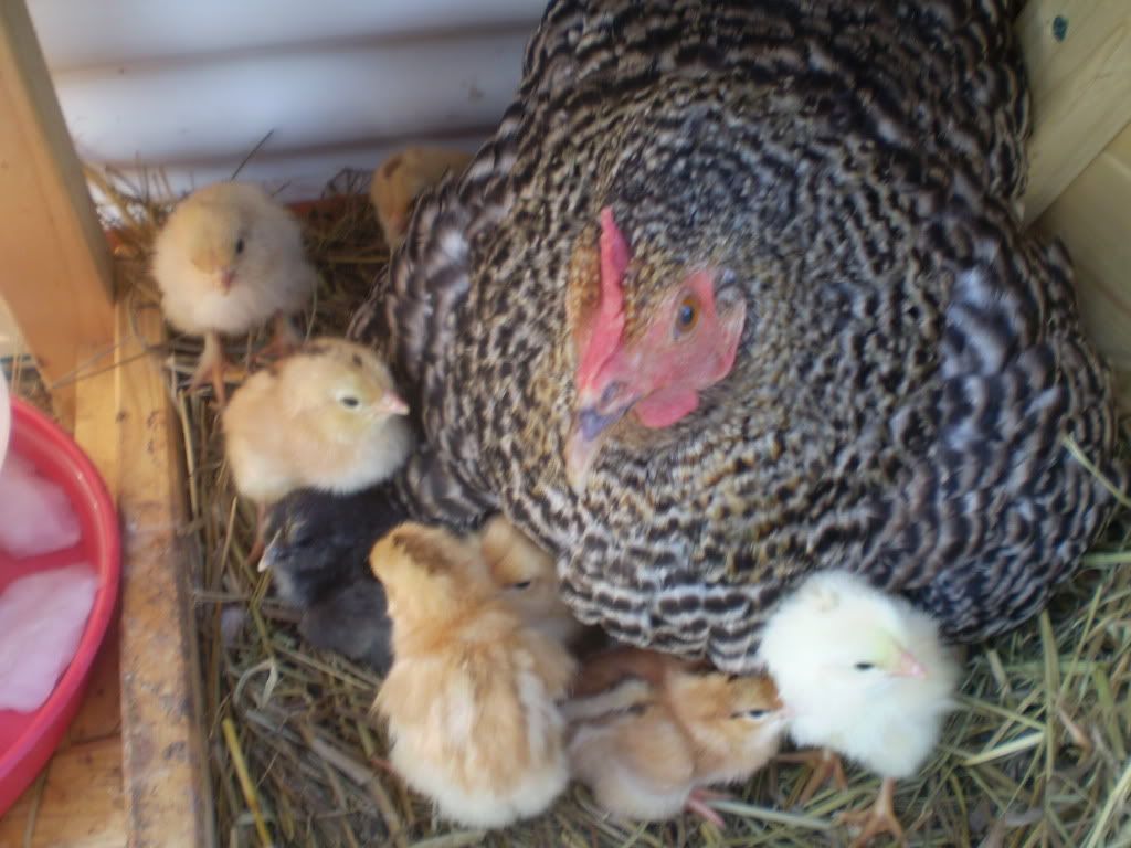 PEEPS019.jpg