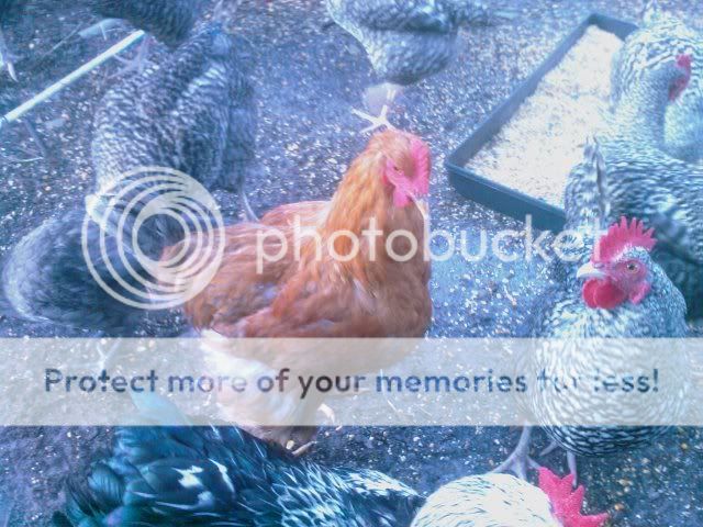 IMAG0031.jpg