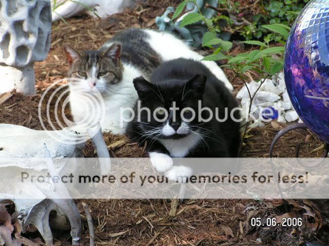 PICT0841.jpg