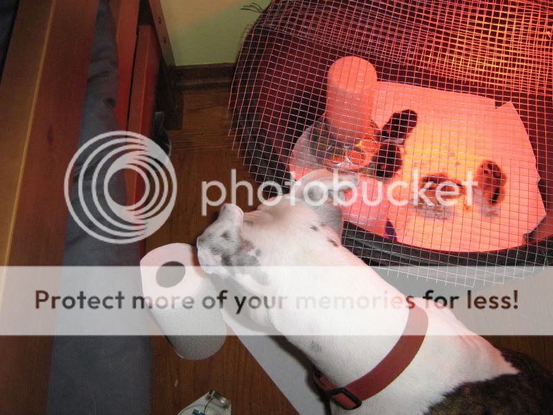 ChickenPen099.jpg