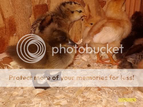 Duckies007-small.jpg