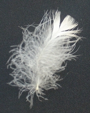 single-pacific-coast-semiplume-feather.jpg