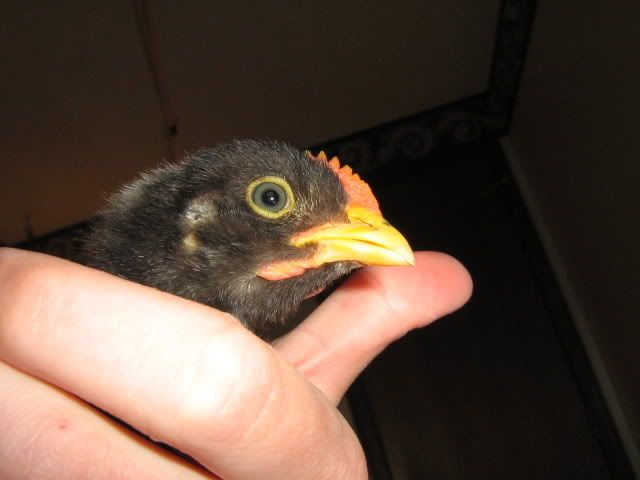 Chicks3WeeksApril92009027.jpg