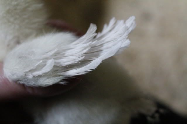 _MG_2247.jpg