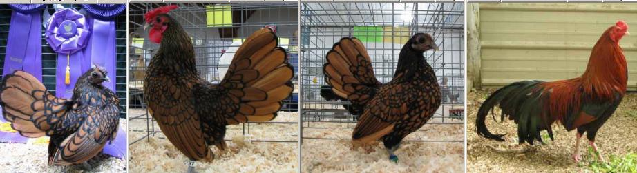 4chickens.jpg