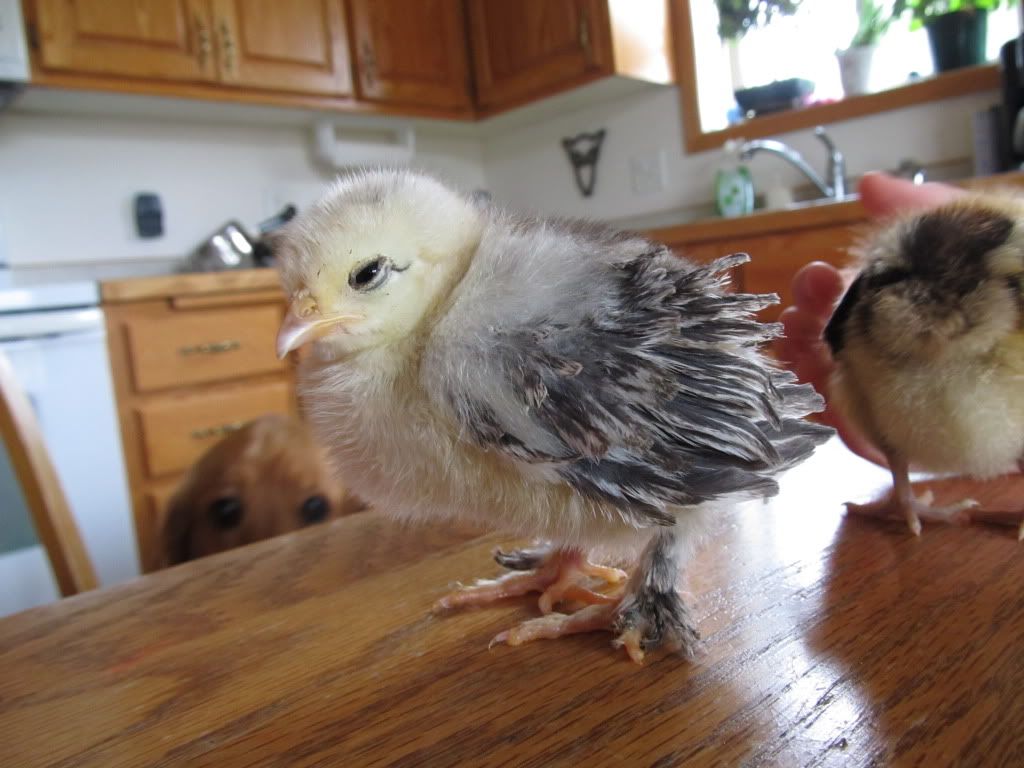 chicks002.jpg