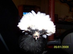 3492222185_bbd7048fd0_m.jpg