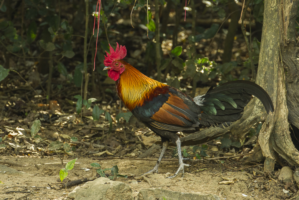 Red_Junglefowl_-_Thailand.jpg