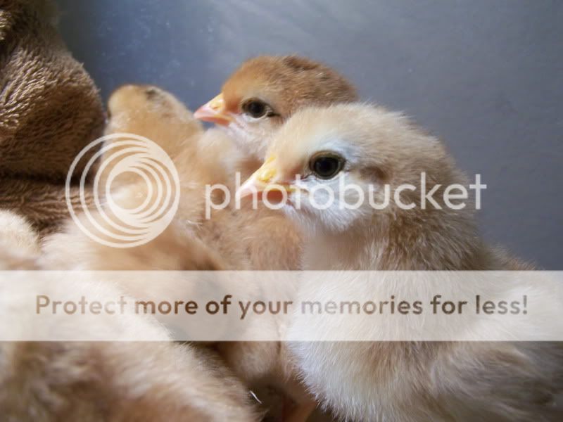 Ourfirsthatchchicks008.jpg