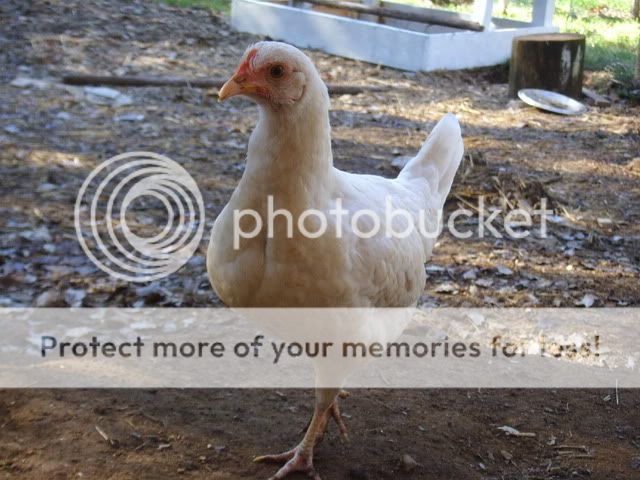 chicks040.jpg