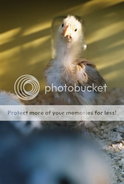 roosterat3weeks.jpg
