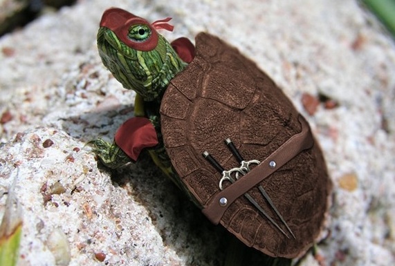 ninjaturtle.jpg