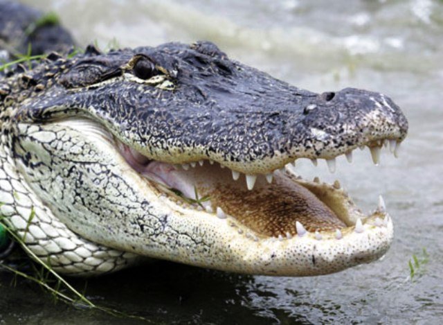 Alligators-6.jpg