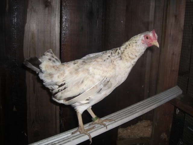 Chicken036.jpg