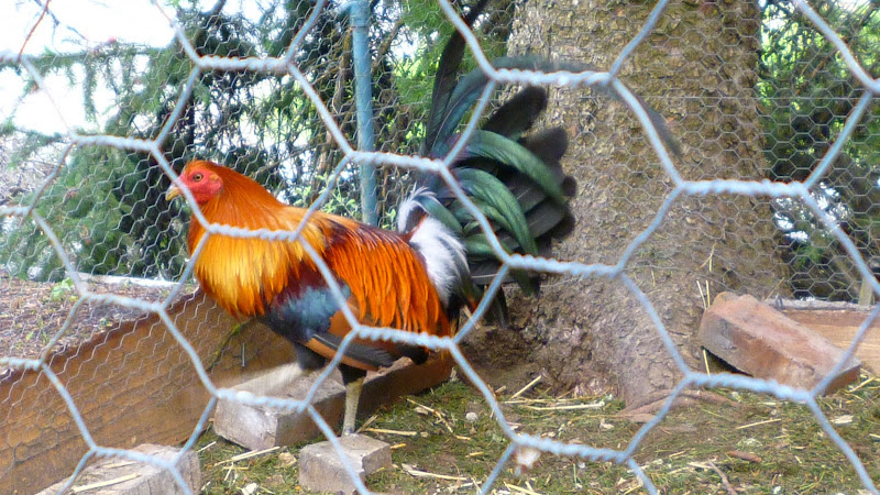 P1030528.JPG