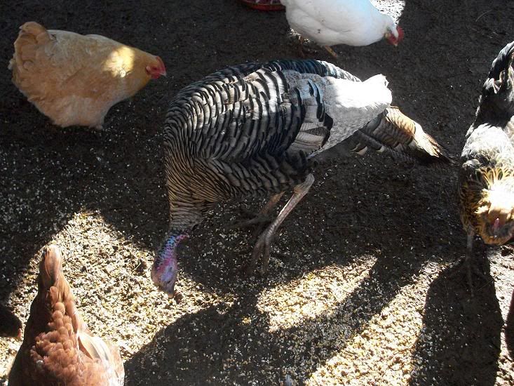 turkey5.jpg