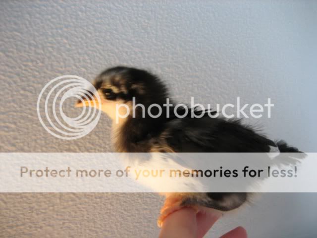 photos037.jpg