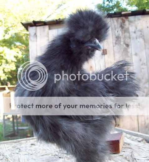 bluehen3.jpg