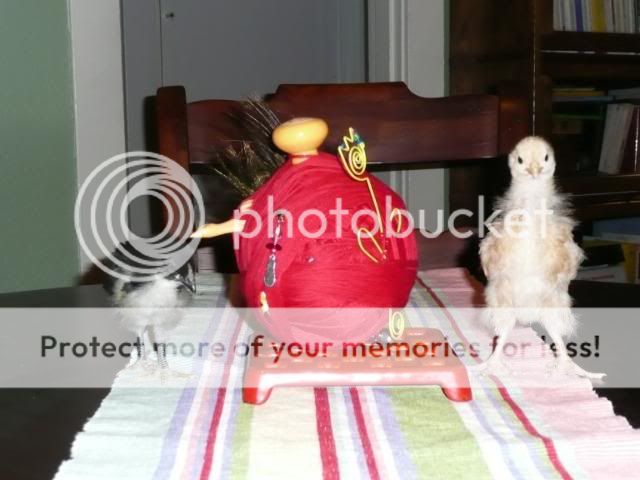 P1010624-1.jpg
