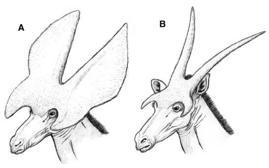Prolibytherium-heads.jpg