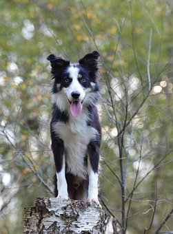 border-collie-665162__340.jpg