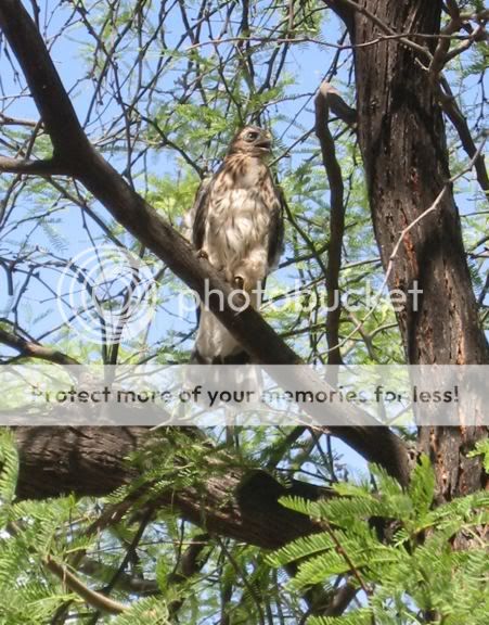 6292011Hawk004email.jpg