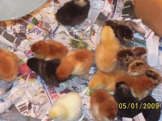 Picture011.jpg