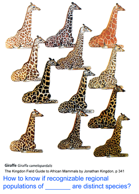 giraffes-3.gif