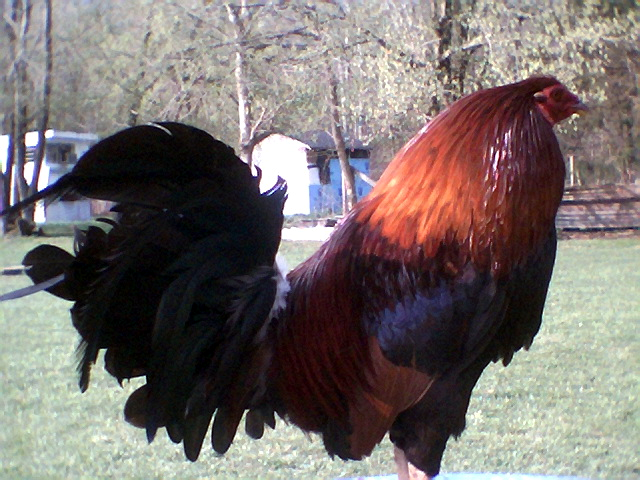 ThornApril2010.png