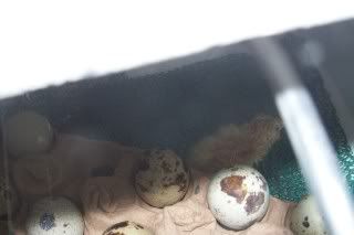 quail22.jpg