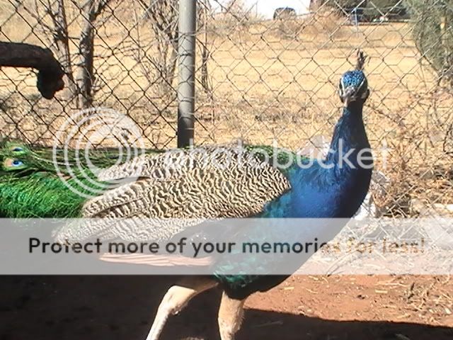 PIC_0120.jpg