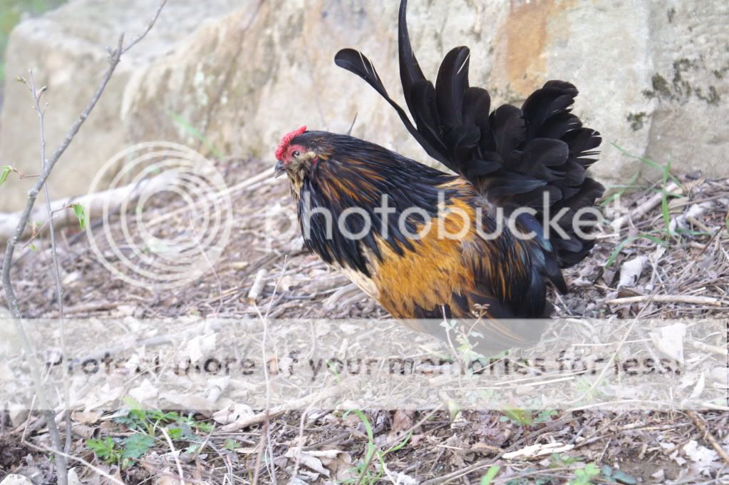mychickens028-3.jpg