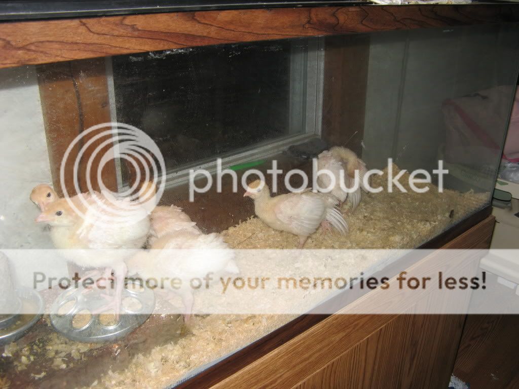 turkeys005.jpg