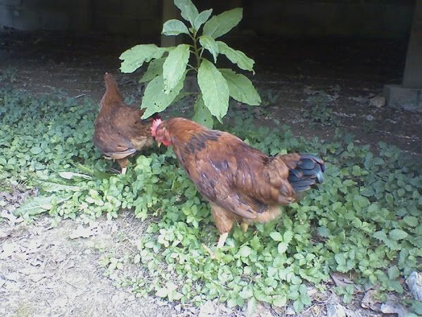 redchickens4.jpg
