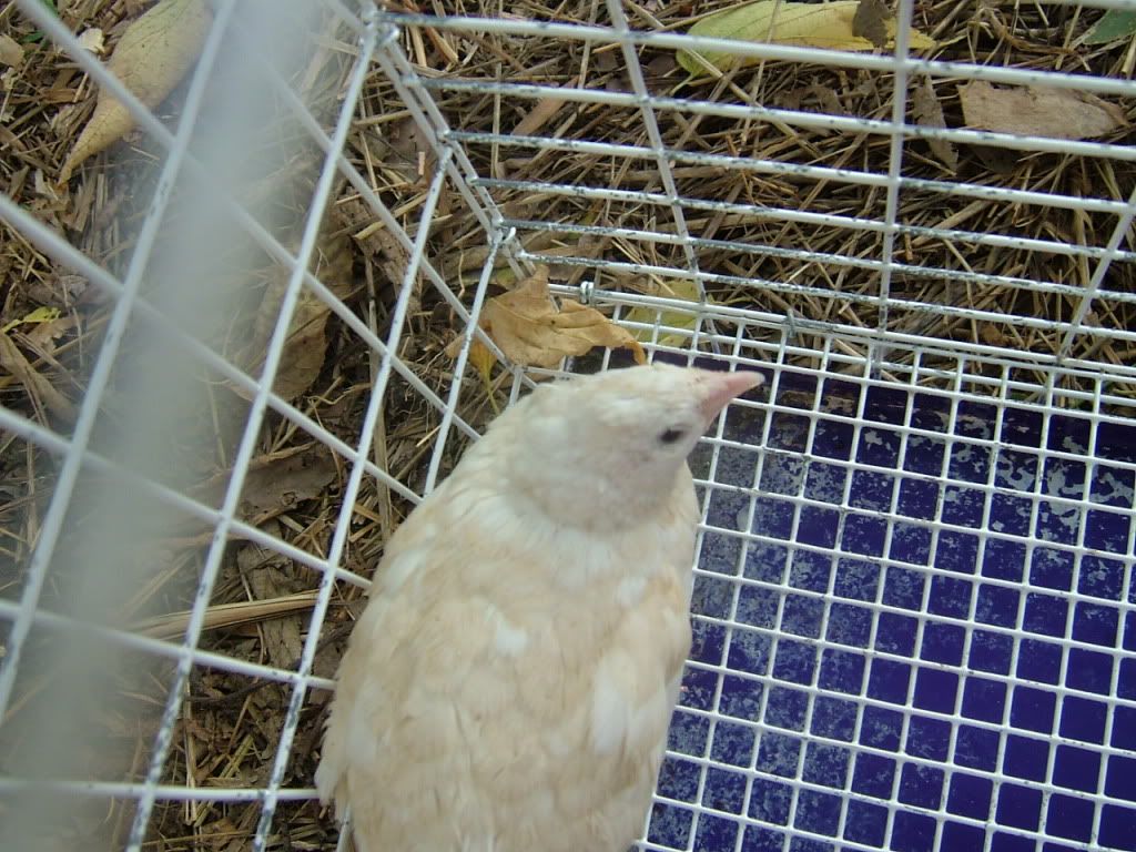 DSCF3633.jpg