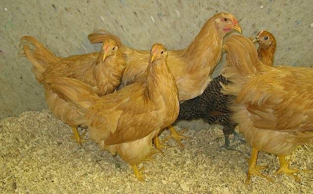 Chickens019-1.jpg