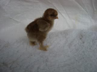 PartridgeCochinchick4611-1wk.jpg