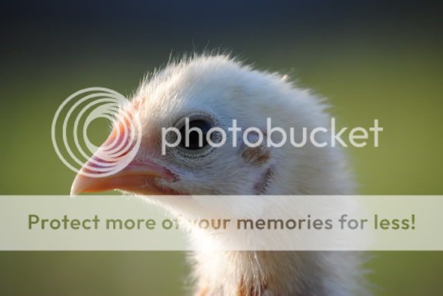 chicks3.jpg