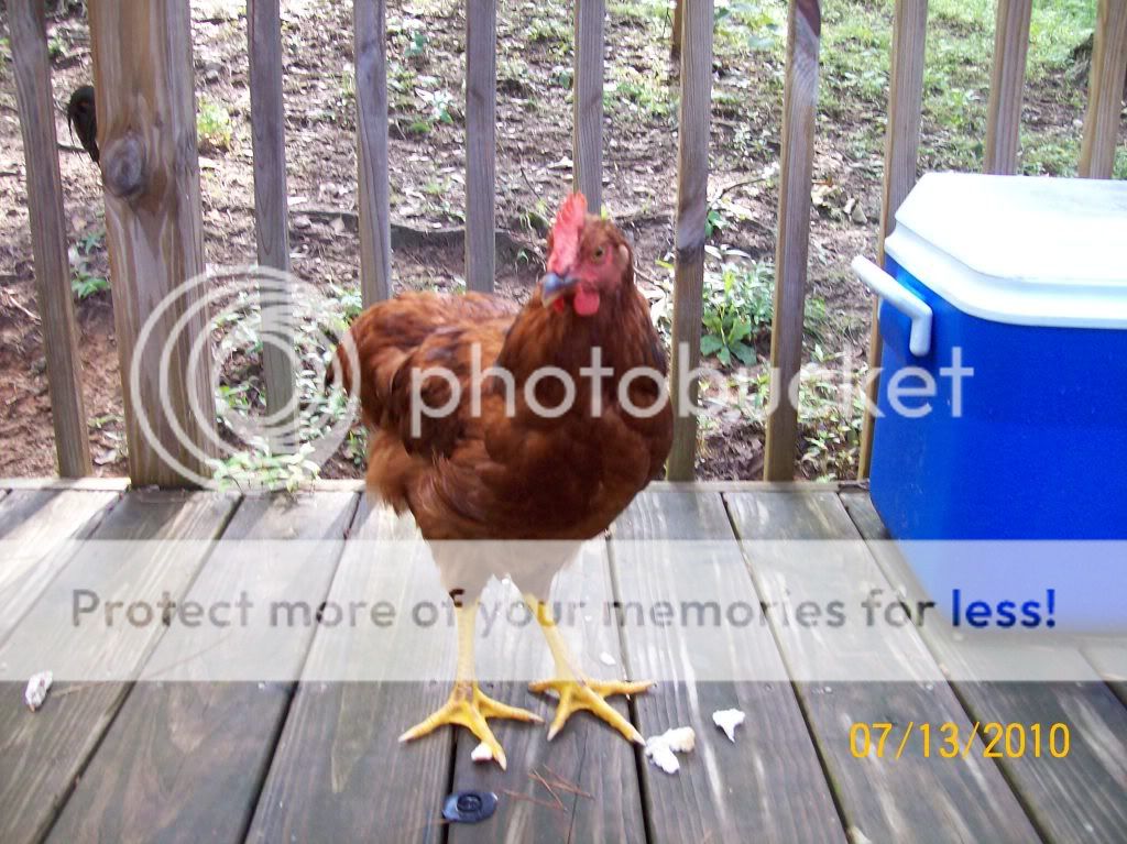 ChickensJuly13005.jpg