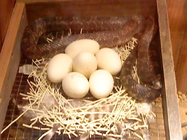 DSC08404.jpg