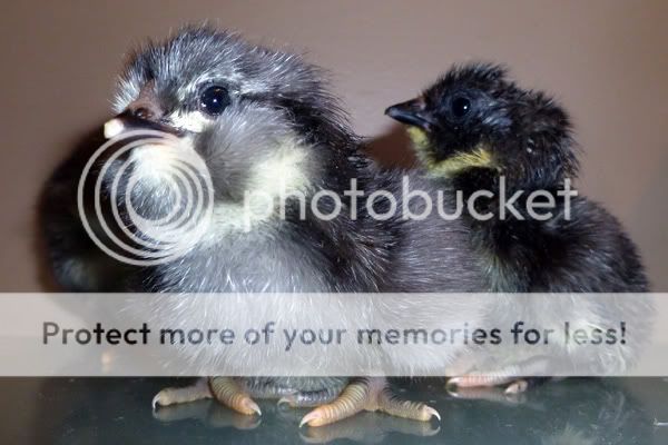 blueameraucana.jpg