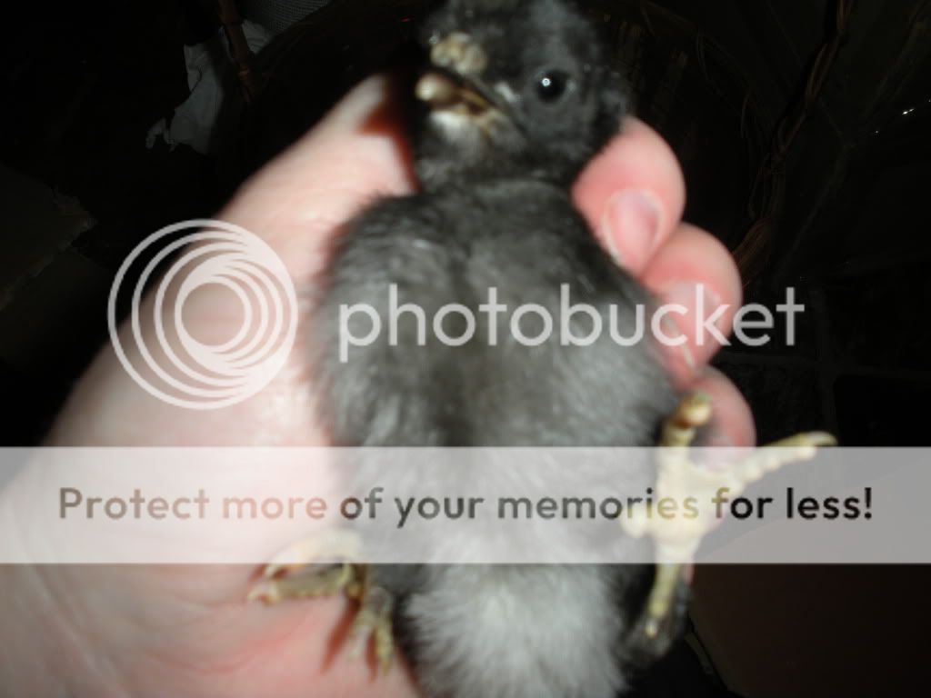 DSCN2142.jpg