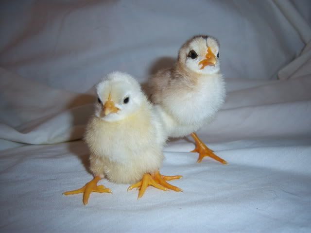 firstchicks047.jpg