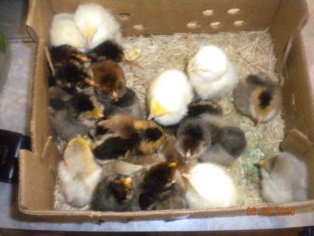 ChicksTakeII2010039.jpg