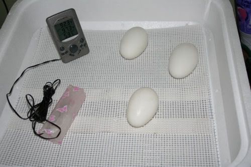 cdmgooseeggs.jpg
