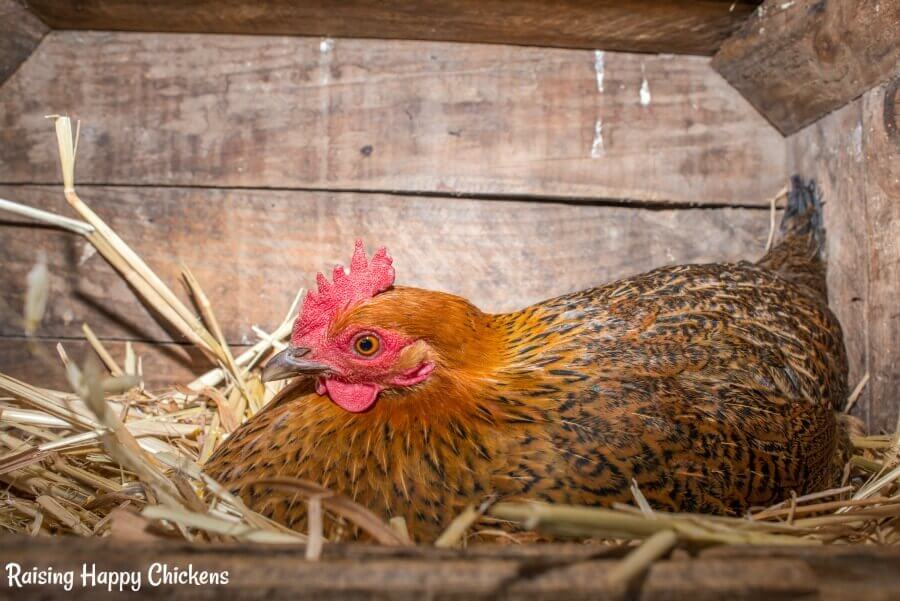 hen-laying.jpg.pagespeed.ce.DgKidXfjr7.jpg