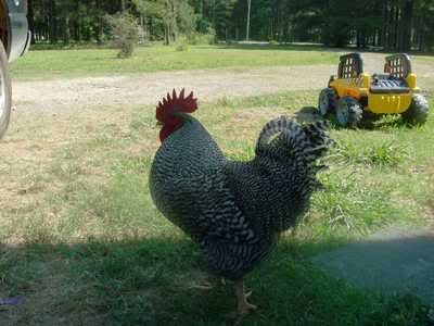 Goliath_Summer2008_02.jpg
