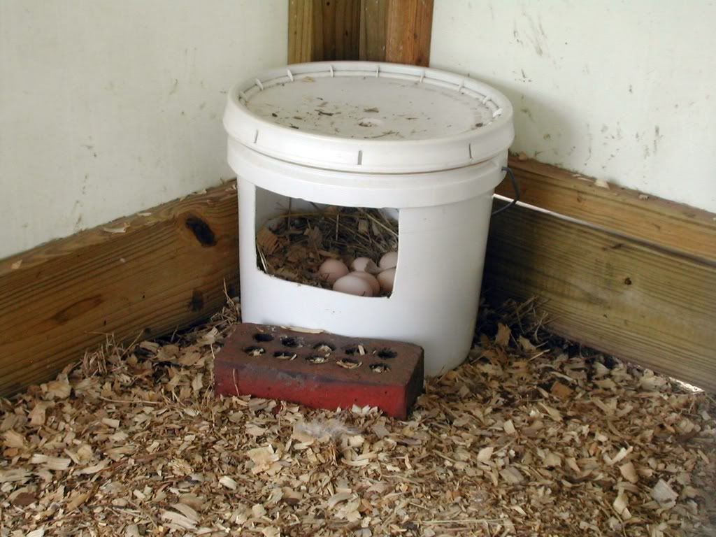 bucketnest.jpg