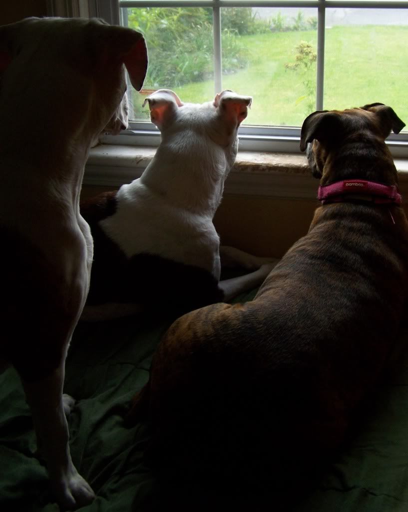 dogatthewindowcropped.jpg